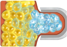 脂肪減少メカニズムのイメージ