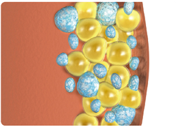 脂肪減少メカニズムのイメージ