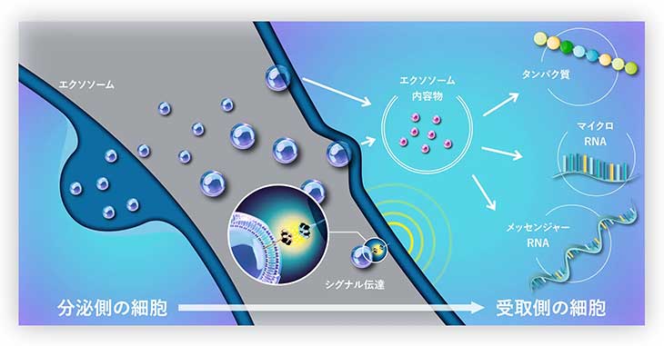 エクソソーム療法